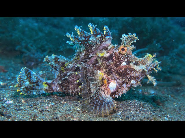 Macro diving in Lembeh - Indonesia, August 2025 [4K|60fps]