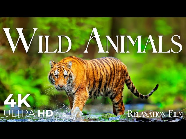 Wild Animals 4K • Relaxation Film with Peaceful Meditation Music