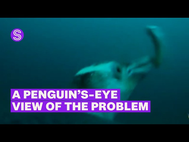 Penguin's-eye view sheds light on threats facing NZ's endangered Hoiho | Stuff.co.nz