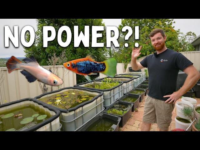 This Backyard Fish Setup Costs Almost Nothing to Run