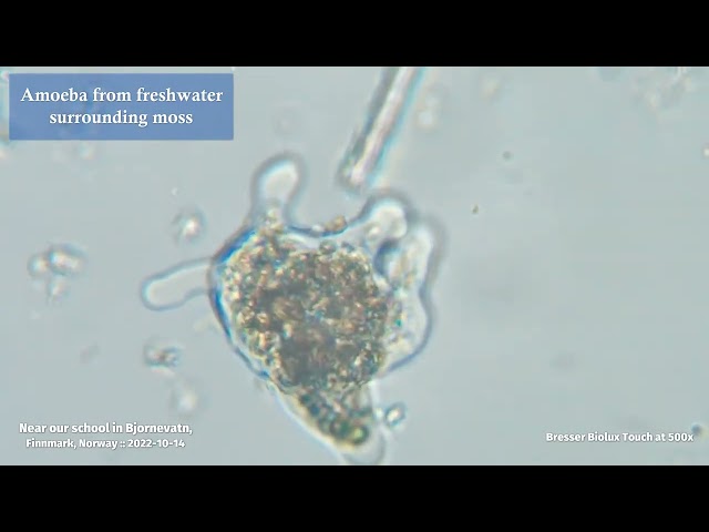 Amoeba | ClassWork | Texperts Solutions