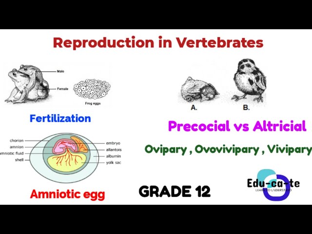 Reproduction in Vertebrates - Full Revision grade 12 Life Sciences