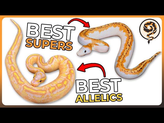 These are 9 of the Best Super and Allelic Ball Python Morphs!