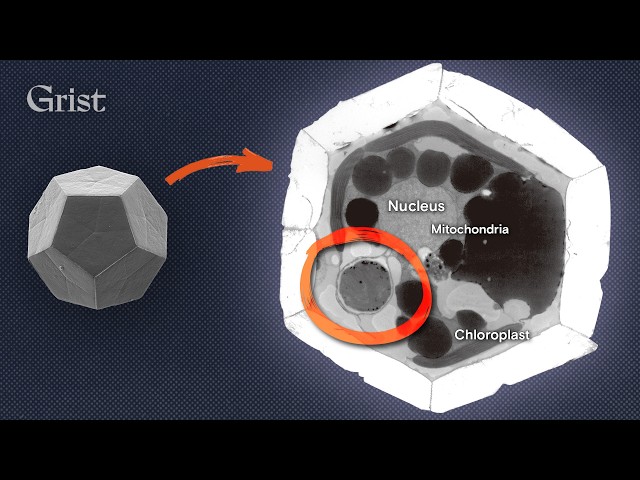 This cell just changed biology