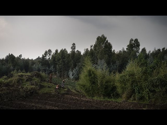 Rwanda: an AI platform for small holder farmers