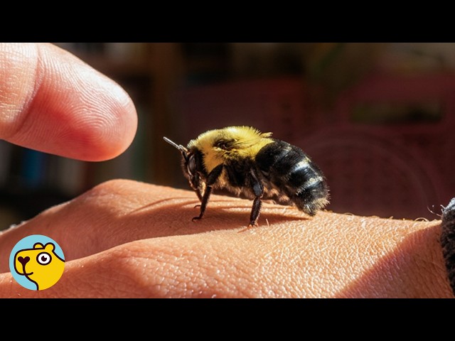 Tiny Bumblebee Bonds with Her Rescuer and Never Leaves Her Side