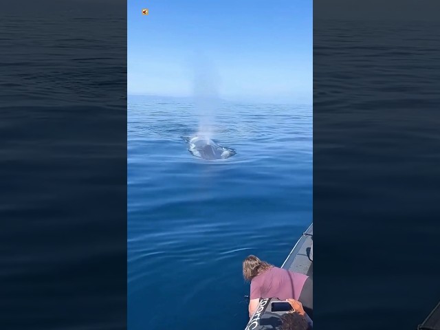 Whale Sounds ( Blue whale blow hole ) 🐳  (1)