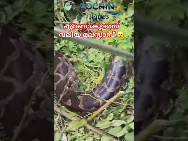 എറണാകുളത്ത് വലിയ മലമ്പാമ്പ് #cochinwibes #python #snake #shorts #shortsfeed #shortvideo #kochi