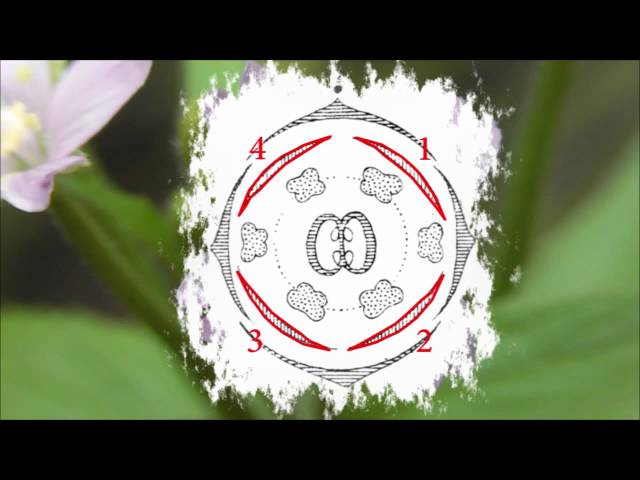 Brassicaceae / Kreuzblütler