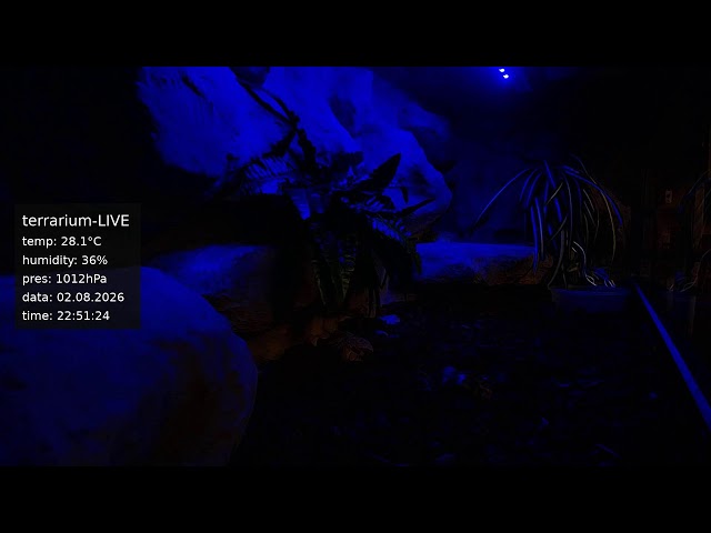 terrarium-LIVE 🔴 02/08/2026 🐍 Ball Python Regius Snake