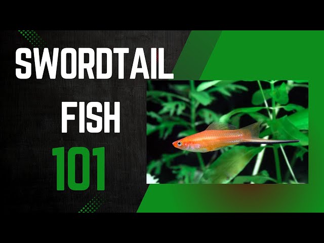 Swordtail Fish Care Tips Every Beginner Should Know