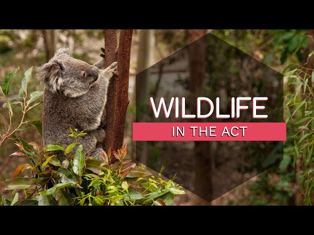 Wildlife in the ACT | The Connection Between Wildlife and Tourism