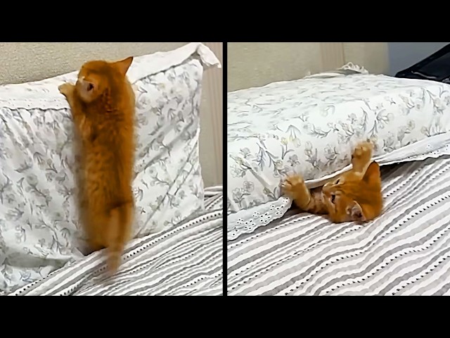 Best Kitten Videos On The Internet