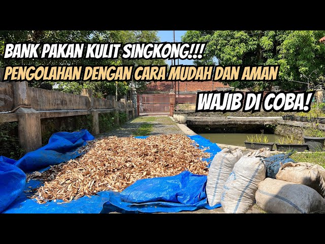 FEED BANK!!! Cassava Peel Waste Processing, Easy and Safe, MUST TRY! #005