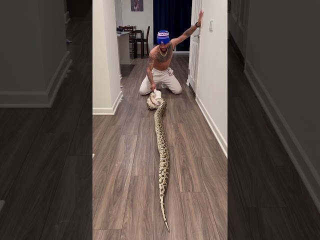 Feeding My Burmese Python A Rabbit! | He Thinks He’s Hunting 👀🐍