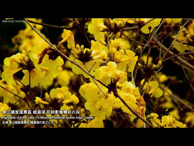 【參山美景】獅頭山峨眉湖 黃花風鈴木美景精華 (參山國家風景區管理處即時影像)