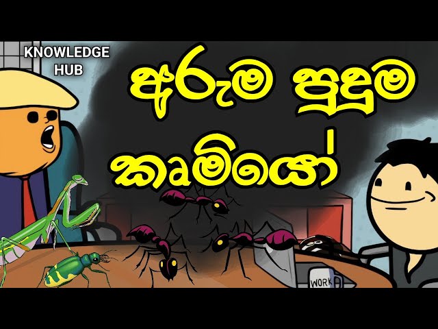 අරුම පුදුම කෘමියෝ ||  Dangerous Insects || Knowledge Hub