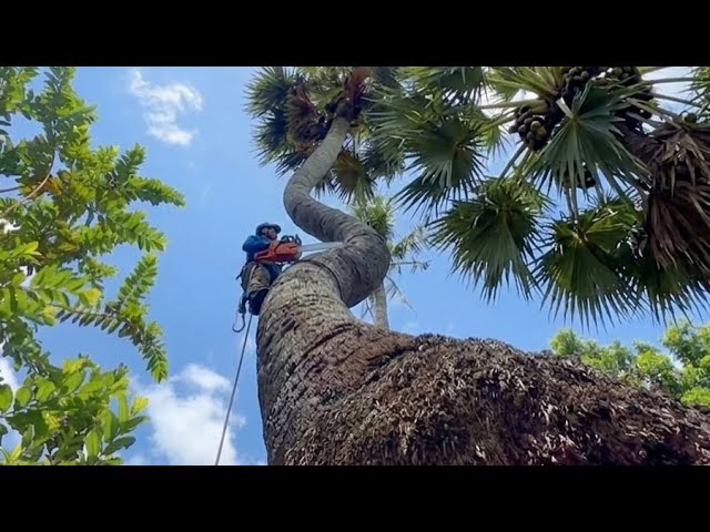 Cutting Down the Most Dangerous Curved Palm Tree (Every Pro Gave Up)