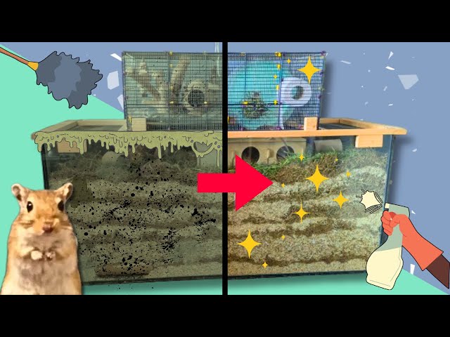 How Often Should You REALLY Clean Your Gerbil Tank? | Gerbil Cage Clean & Setup