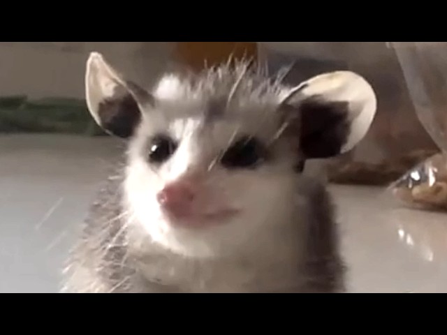 Opossum raised by human is a hugger