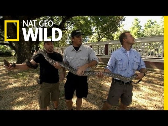 Pythons in the Park | Python Hunters