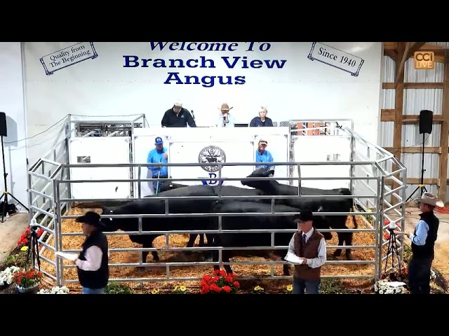 Branch View Angus, Hustonville, KY