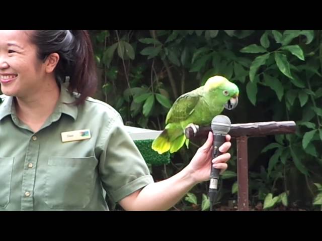 High Flyers Show At Jurong Bird Park, Singapore