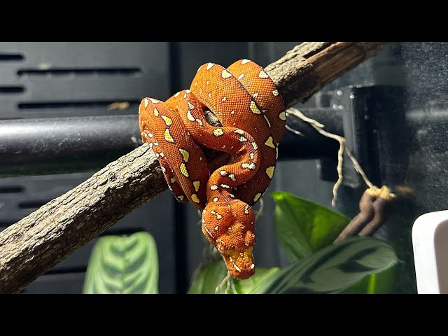 DON'T GET a Green Tree Python (Chondro) WITHOUT WATCHING this video first.