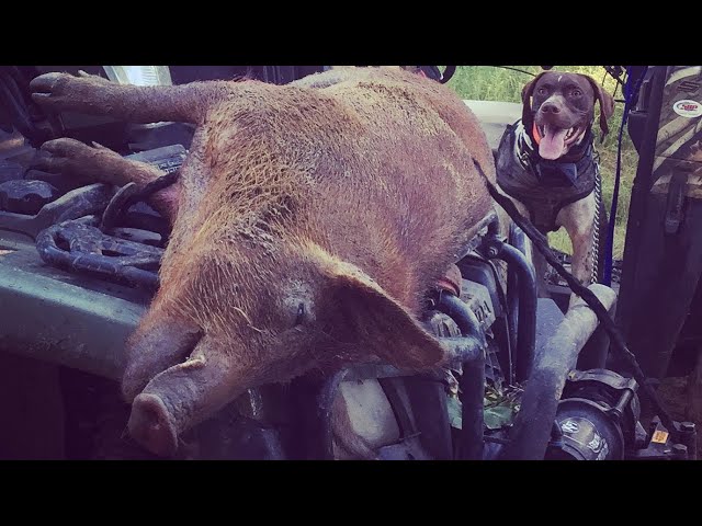 WILD HOG HUNTING with DOGS!