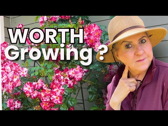 5 Stunning Roses & 3 Things You Should Know