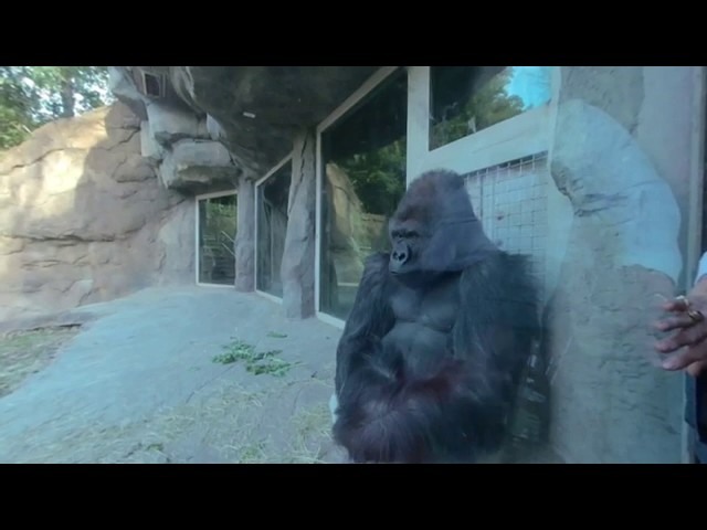 Meet Juba the Gorilla face to face in vr 180