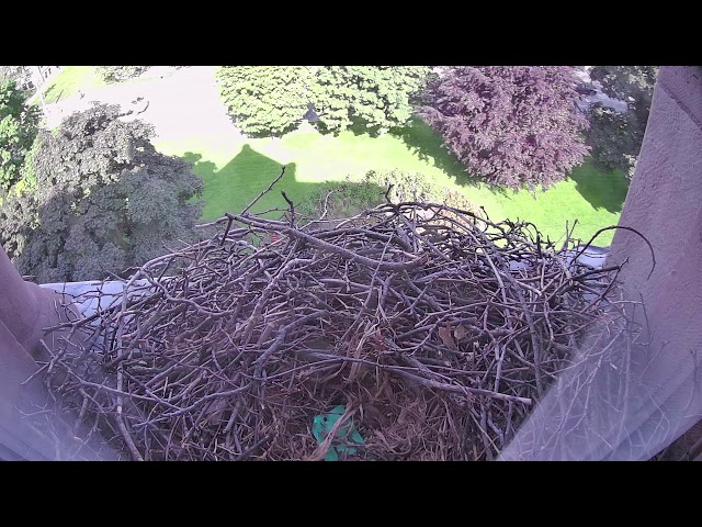 Queen's Park Hawk Camera