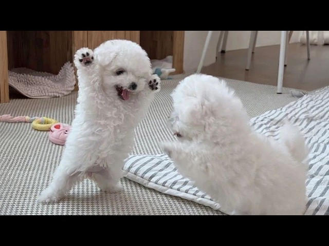 You Will Die From The Cuteness of These PUPPIES! 😂 Funniest Puppy Videos of 2026
