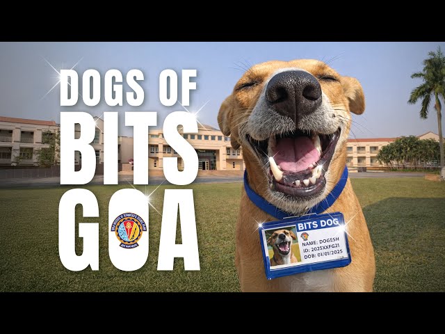 Bits Goa biggest problem 🛼🐕