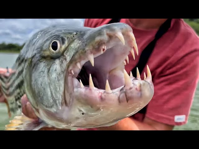 Catching MONSTER Tiger Fish in Zimbabwe with Live Tilapia - Watch How We Did It!