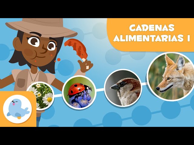 CADENAS ALIMENTARIAS para niños 🌱⬅🐝⬅🐦⬅🐺 Niveles tróficos 🌼 Episodio 1