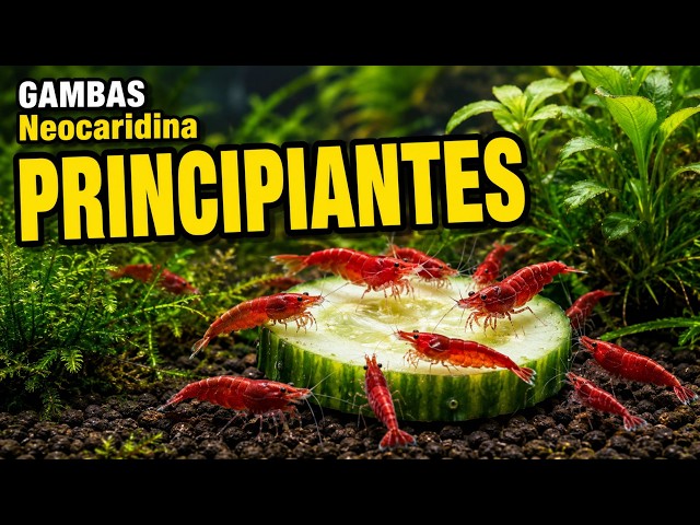 Shrimp with Fish? The truth about “false friends” and tank mates