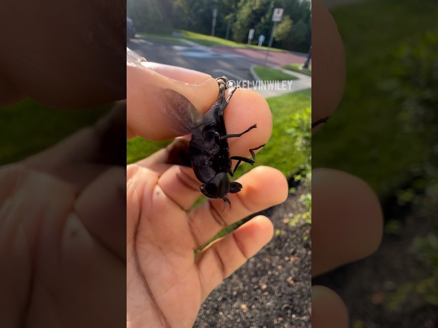 Caught a giant Black Horse Fly! #insects#bug#spider#tarantula#animals#arachnid#fyp#invertebrates