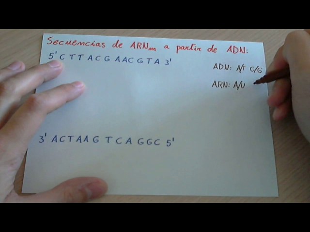 Ejercicio: Transcripción de una cadena de ADN a ARNm