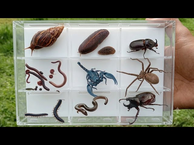 Catch the Most Unique Animals!! Giant Scorpion, Spider, Slug, Snail, Millipedes, and Lizard.