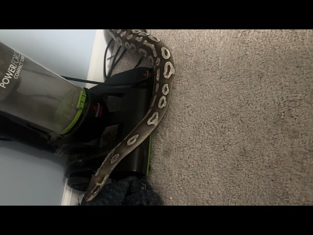 Snake days ball python