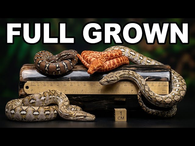 These 7 Pythons Never Get Big!