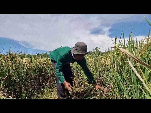 WATCH THIS FARMER CUT RICE STALKS AT LIGHTNING SPEED! - Agriculture Farming