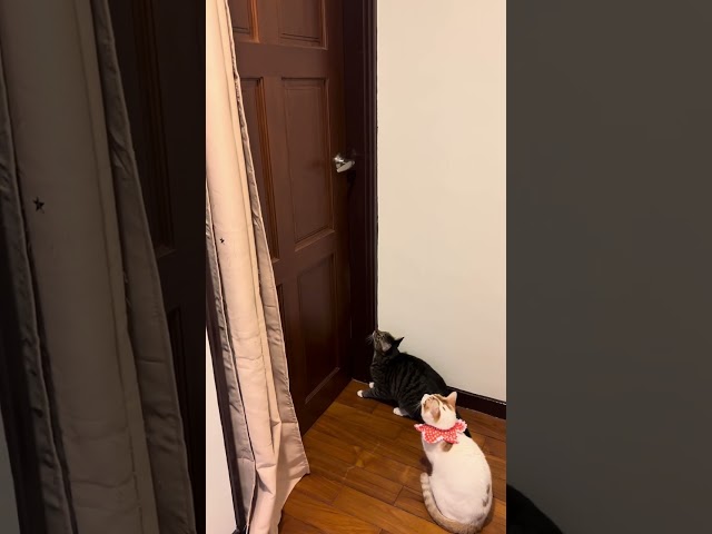 😱Cat opens the door #🚪open the door #funny #cute #2cats #tabbycat #white-orange-tabbycat #surprised🤣