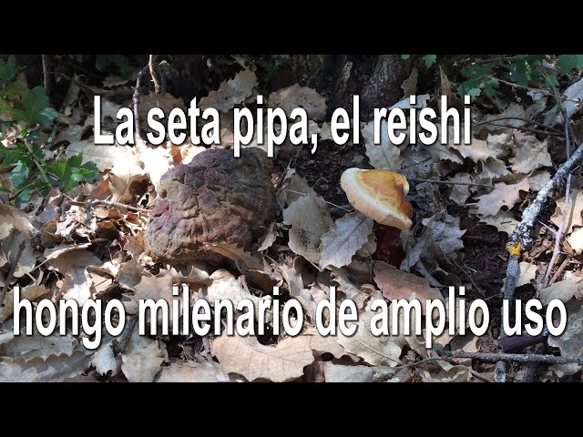 Cómo identificar el reishi (Ganoderma lucidum): hábitat, pie excéntrico (torcido) y color.