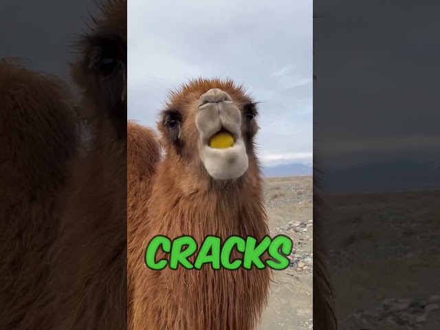 Camel's Hilarious Lemon Reaction