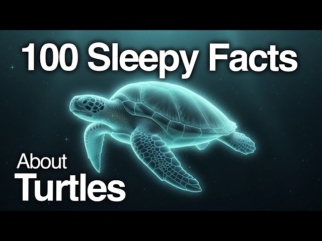 The Most Soothing Truths About Turtles To Calm Your Mind Before Bed