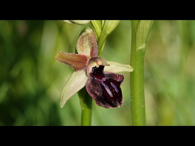 Ophrys sphegodes: Descubre la fascinante orquídea abejera 🌺🐝🐝