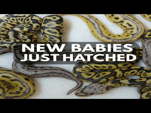 Back after 10 months, cutting some eggs. Look at what we hatched!