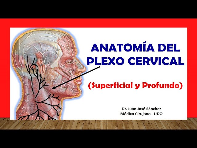 🥇 CERVICAL PLEXUS, Anatomy (Superficial and Deep). Easy, Fast and Simple